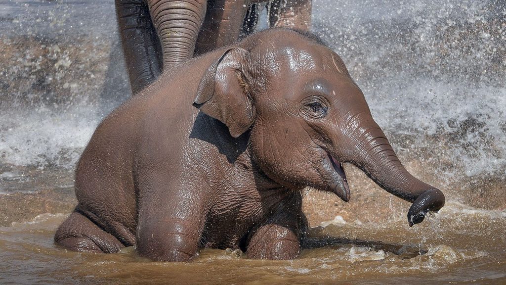 Elephant Chester Zoo