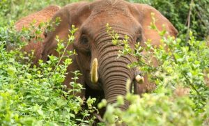 Elephant Self Storage Elephant Self Storage