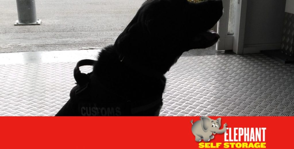 Sniffer Dogs To Create Safe Self Storage