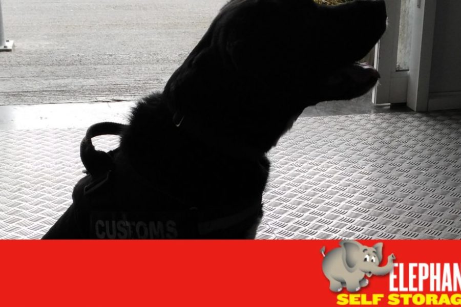 Sniffer Dogs To Create Safe Self Storage