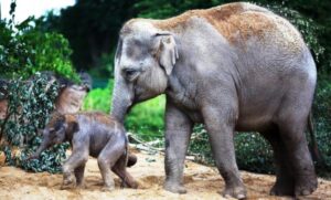 Asha-and-Baby-New_2_1024x617