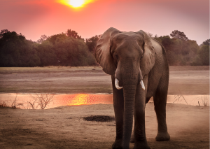 Elephant Click and Store Special Offers Elephant Click and Store Special Offers